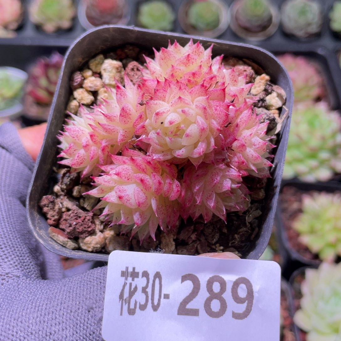 花利美30-289麦秆群