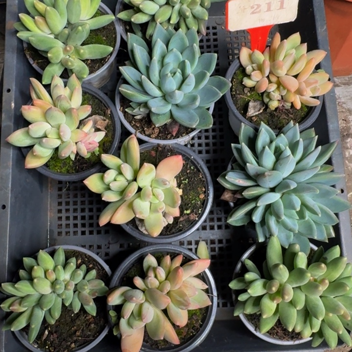 211多肉植物一物一拍