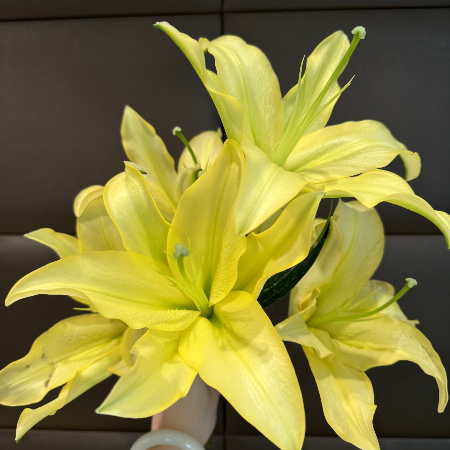 【闪光香水百合】0度以下必须拍保温，未拍不售后