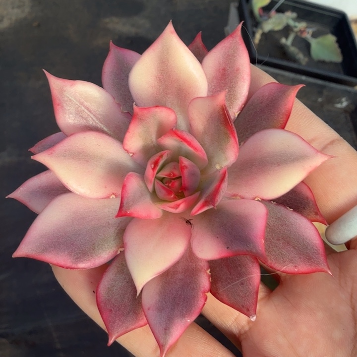 红莲锦模特腹轮锦 