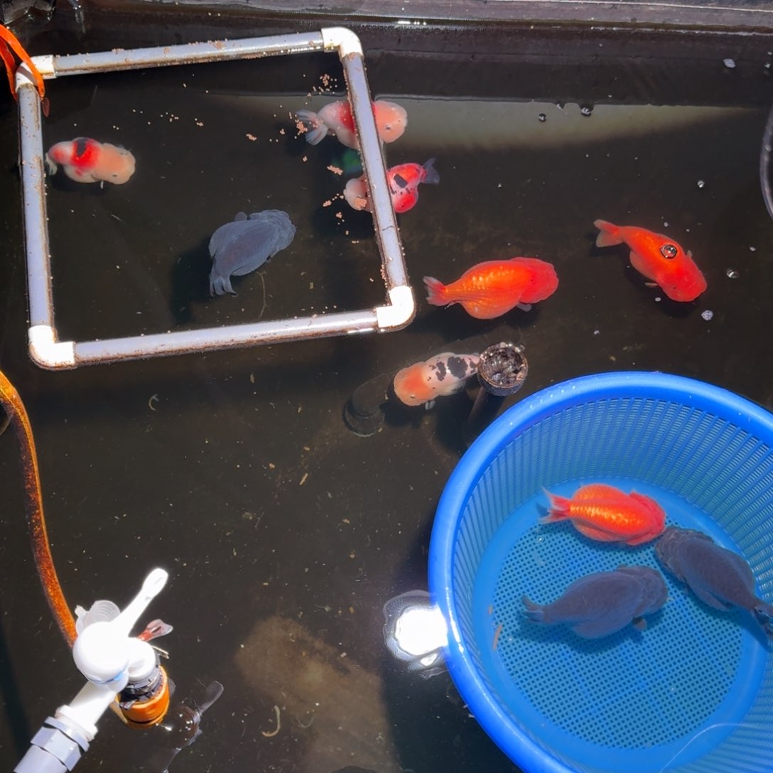 海水鱼1111121111111