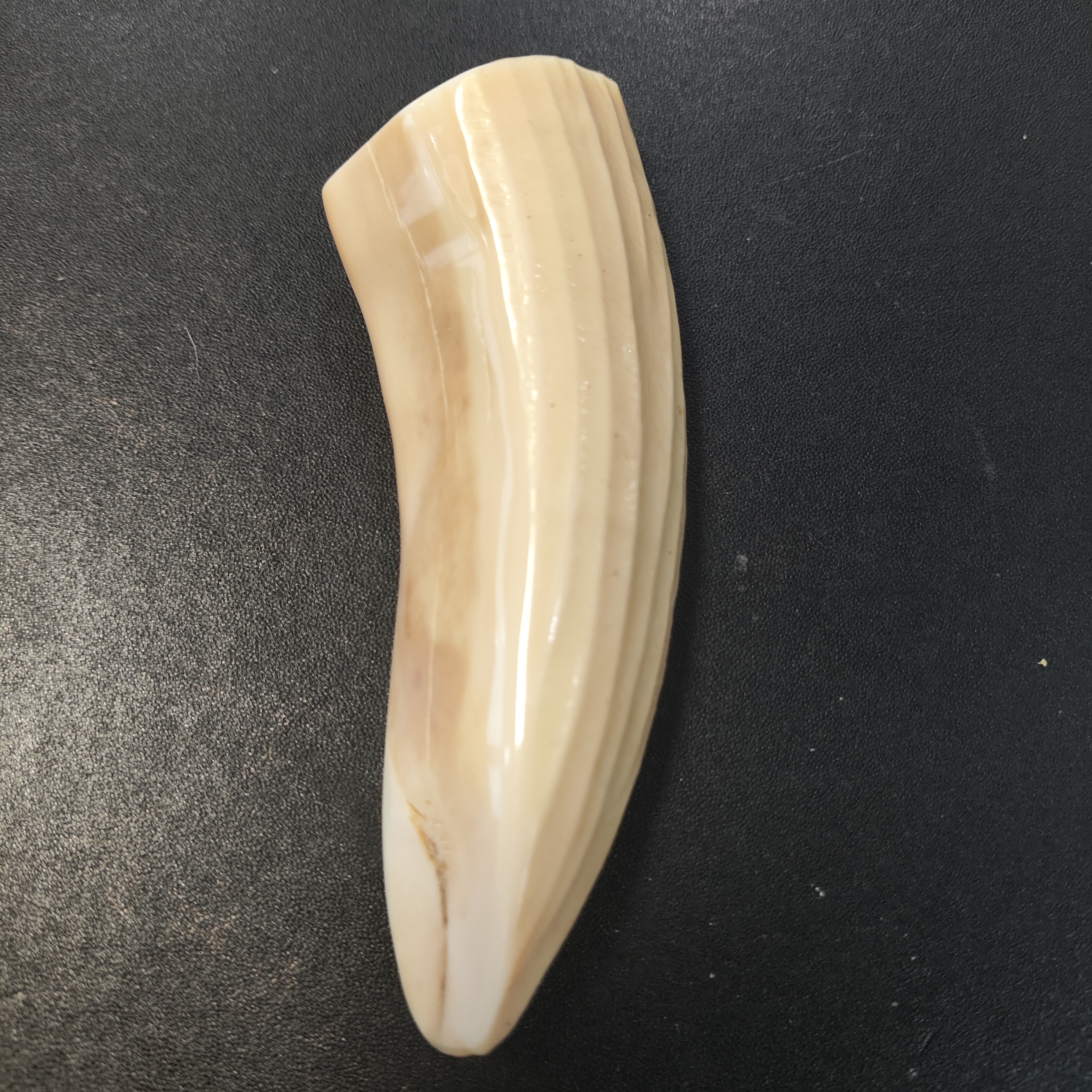 猛犸嘴摆件82克链接H66