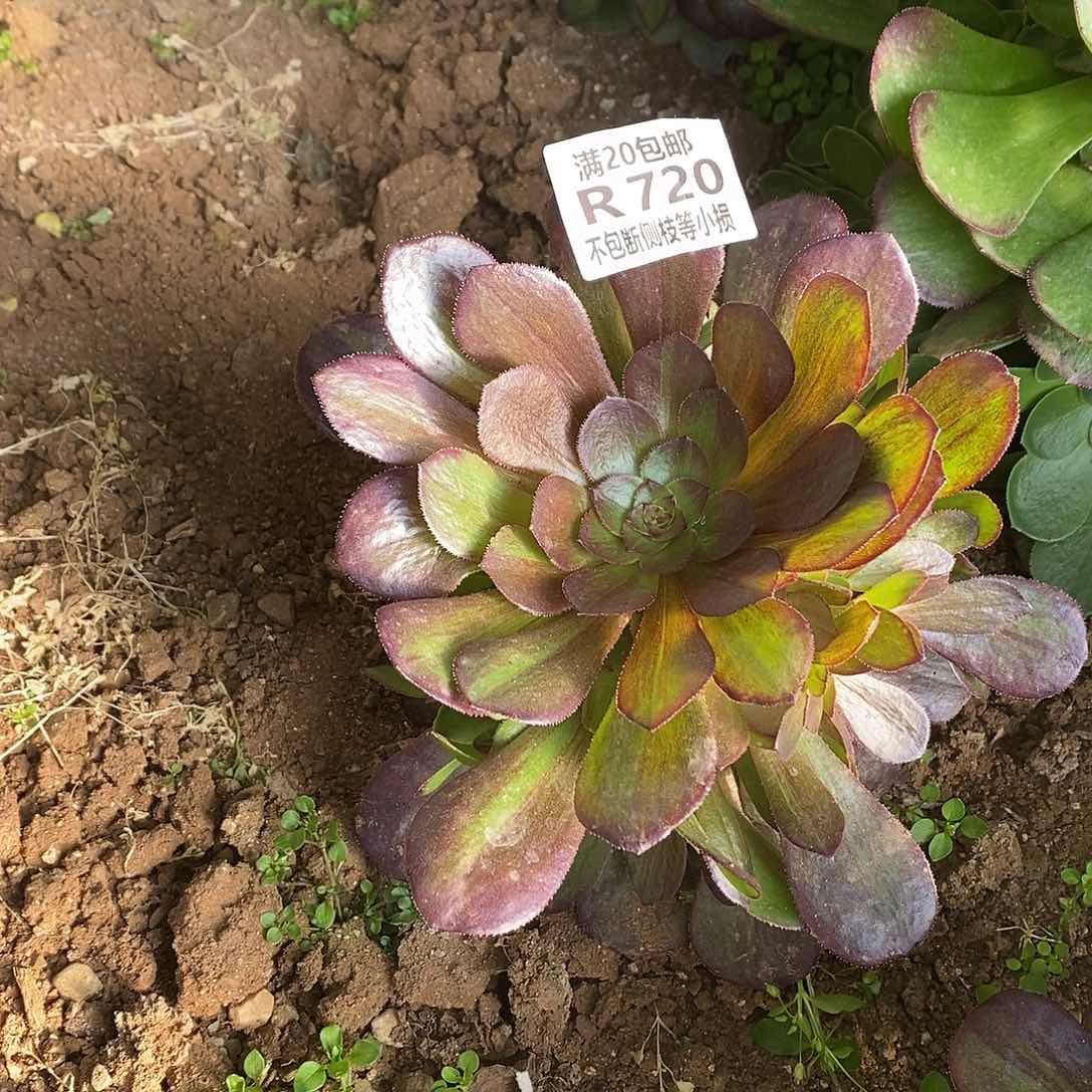 720花月夜多肉法师锦