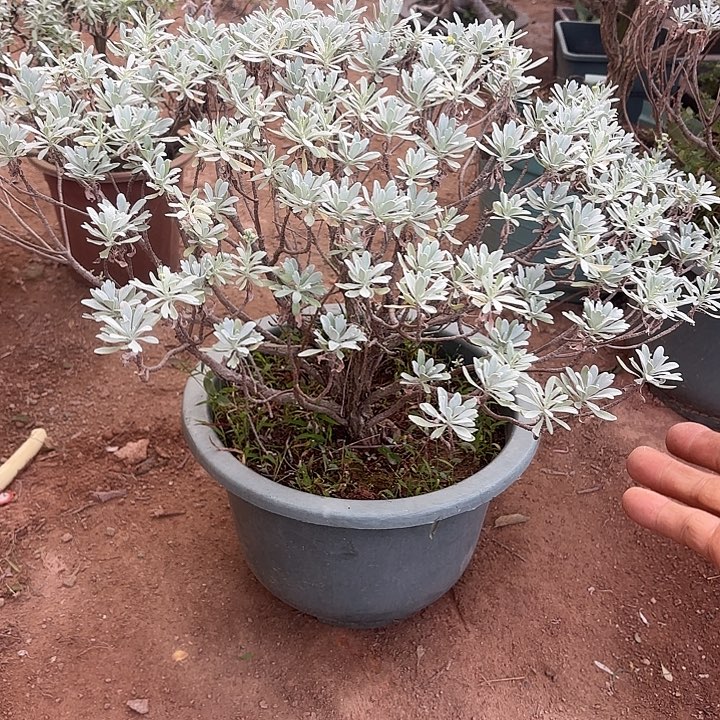 何***小无花朵带土球发货