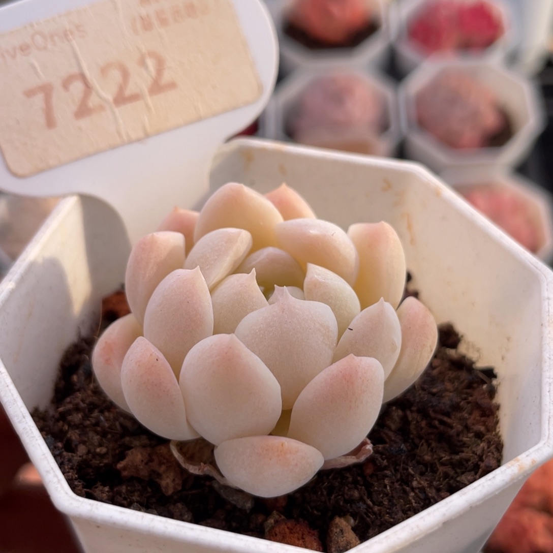 白桃汽水7222-4.0厘米