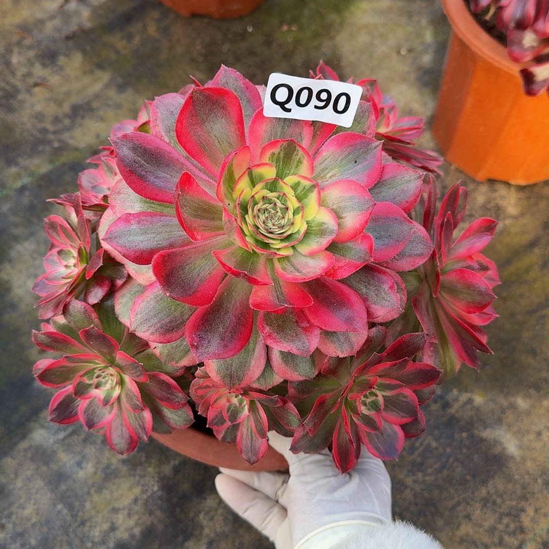 全部花朵090云和44冠服21.2左右