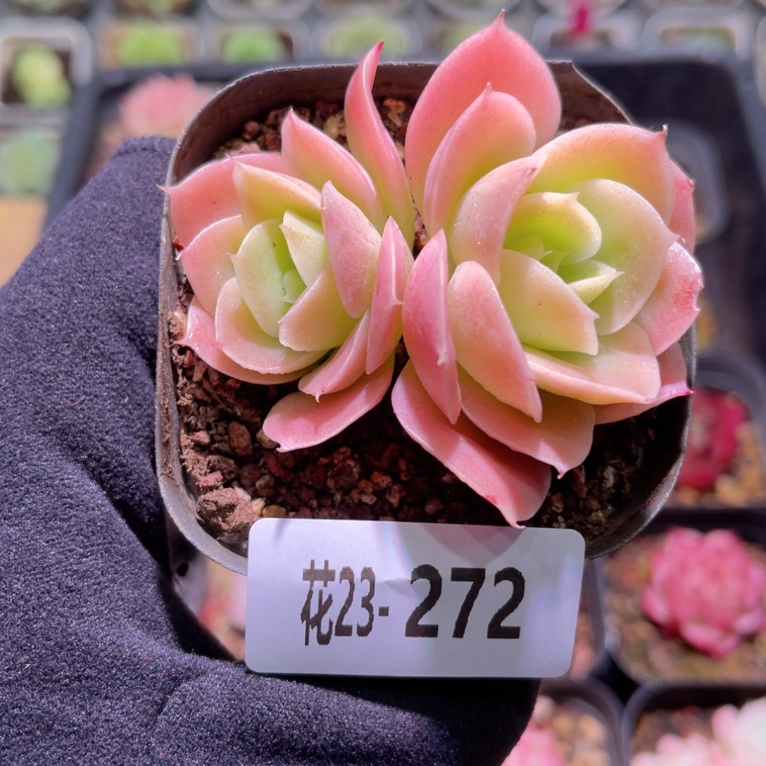 花利美23-272柠檬酸橙