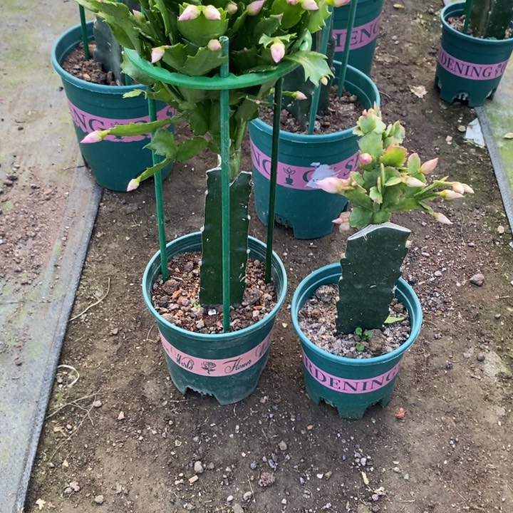 风***起完全开放047 086重瓣花