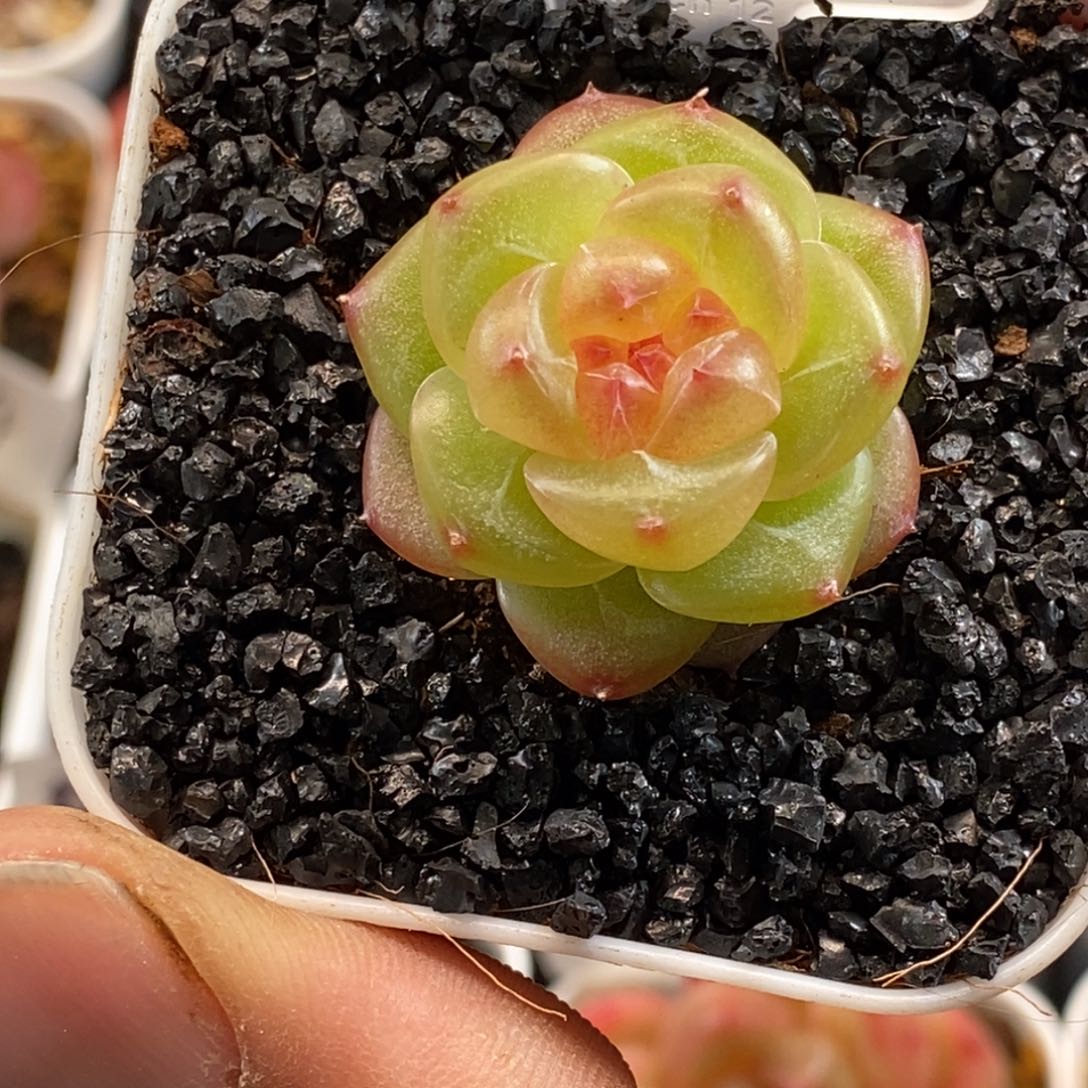 天官赐福百无禁忌