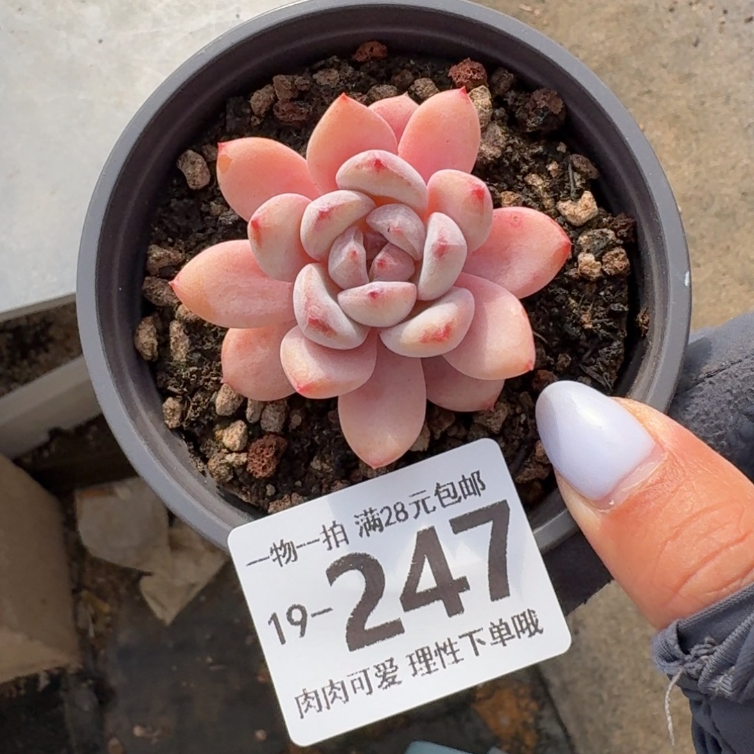 星星雪无盆土发货无盆土无