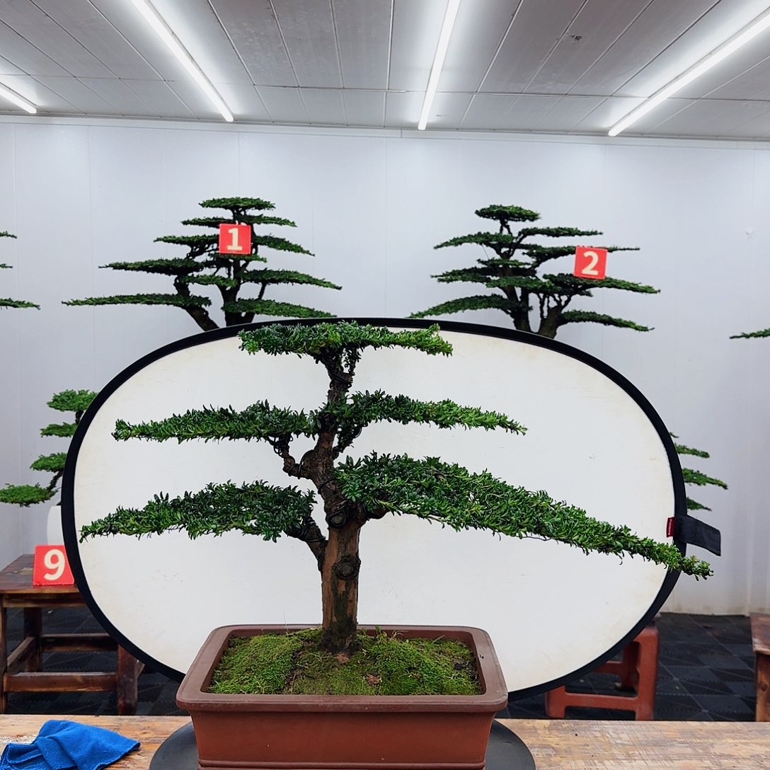 无花朵心****）000000000000