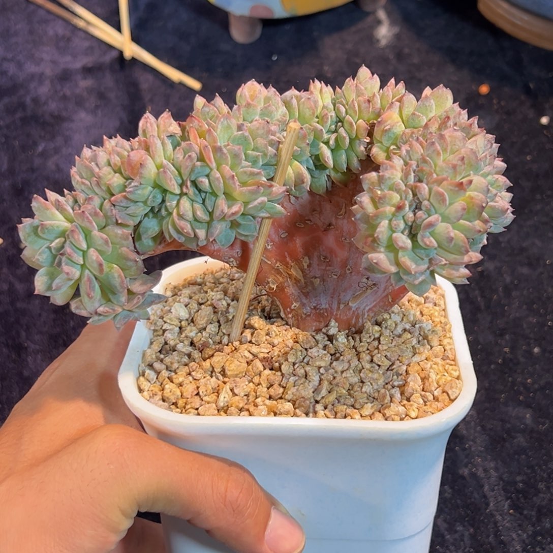 新年快乐 新年快乐