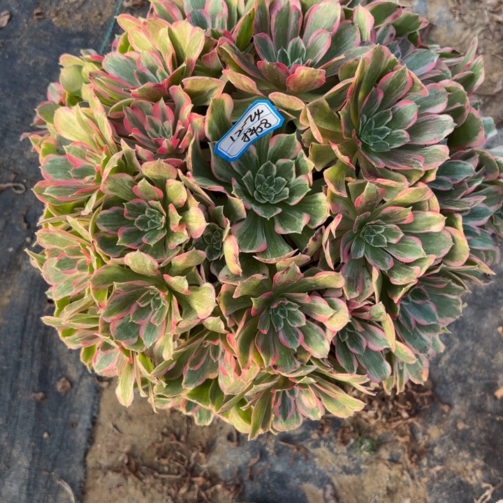 青丝多肉法师不包损58