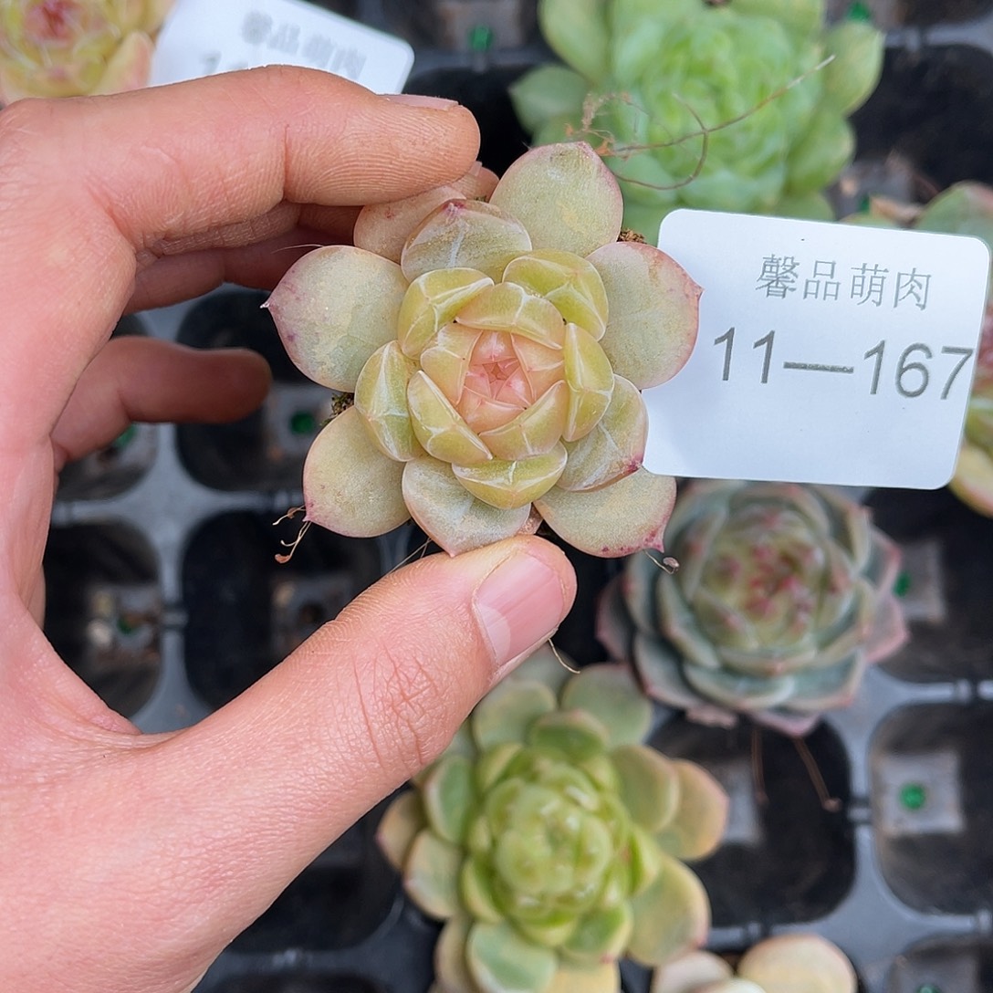 多肉一物一拍11-167