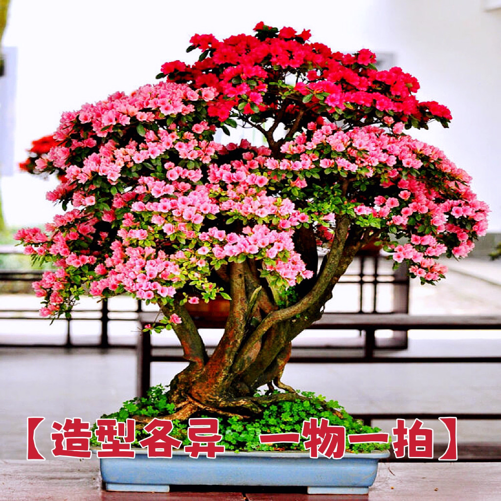 【 2号～链接一物一拍】别墅庭院造景花树 高货地景盆景