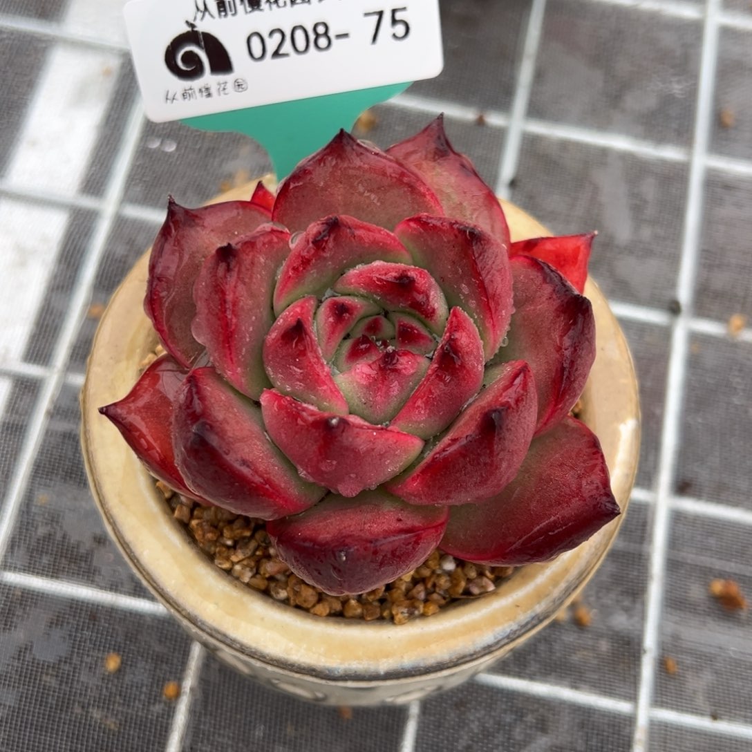 从前慢多肉精选编号0208.75