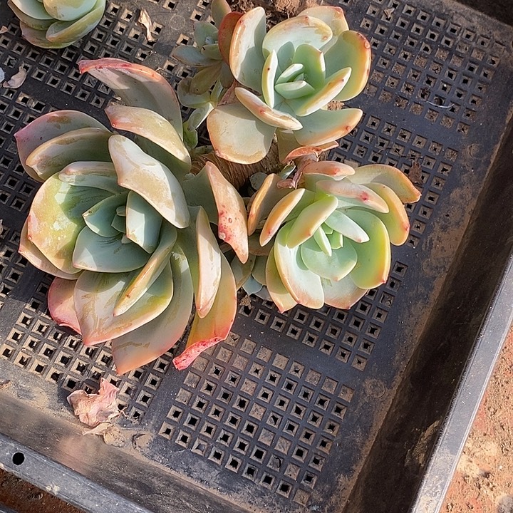 白凤血凤一物一拍
