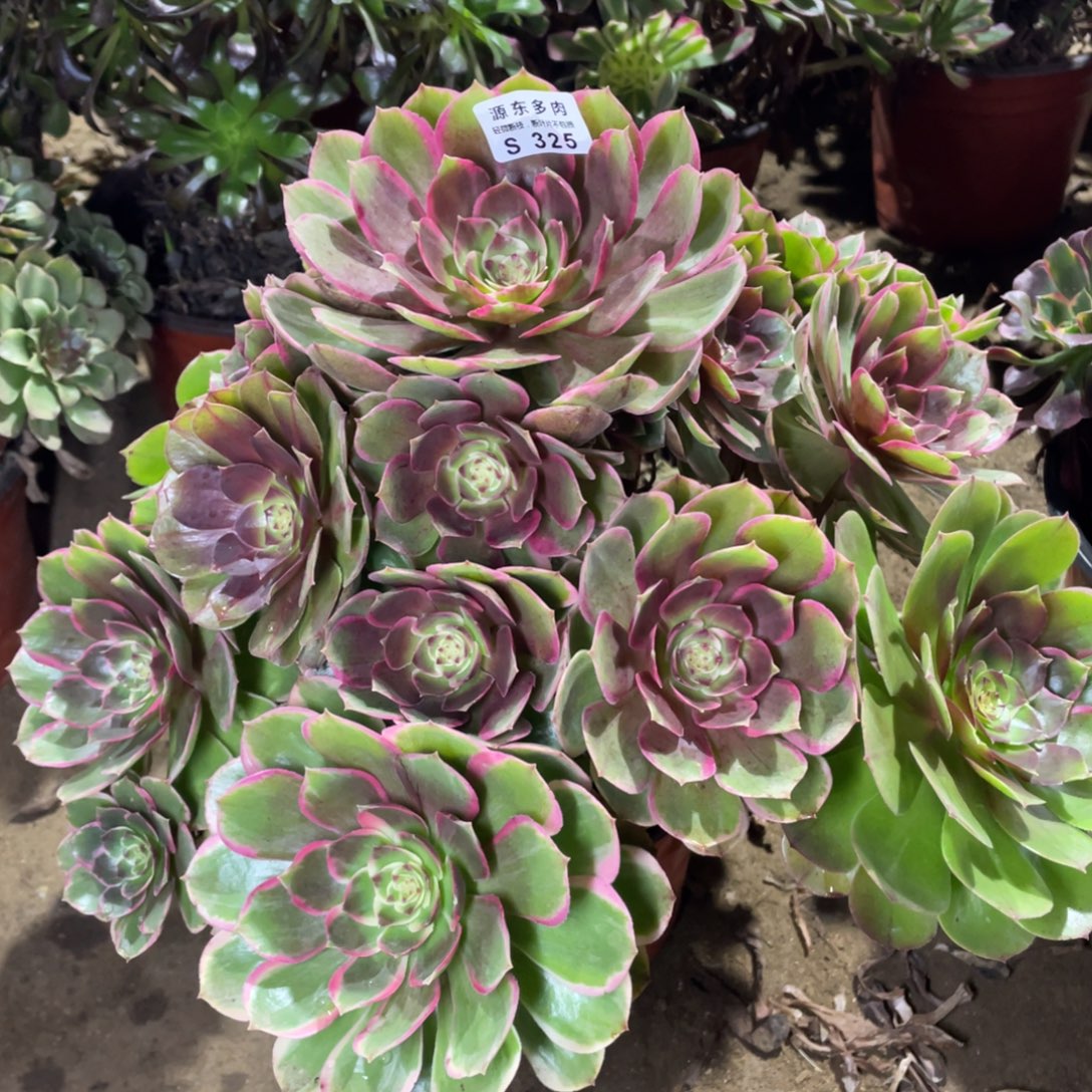 325粉花妖多肉法师断枝不包