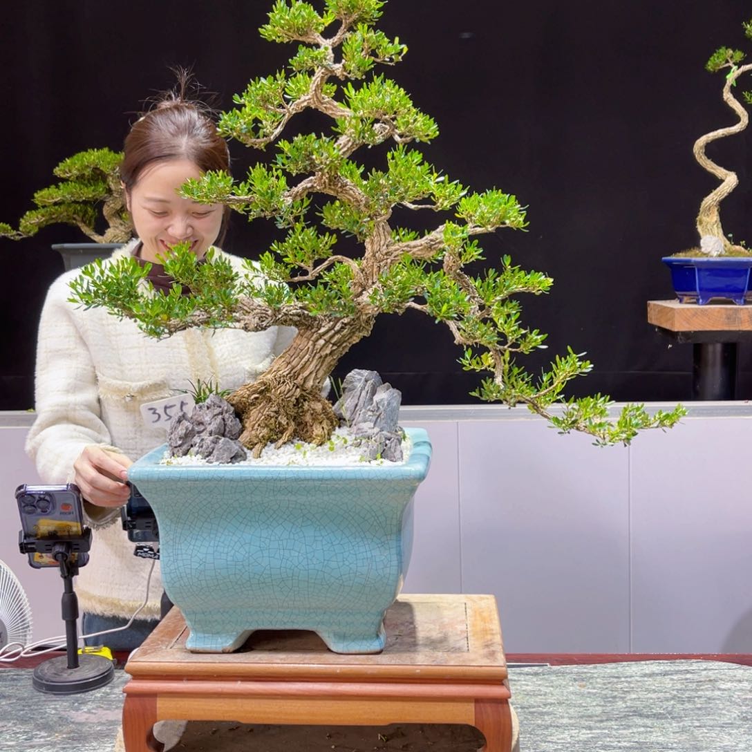 四季常青老桩黄杨盆景