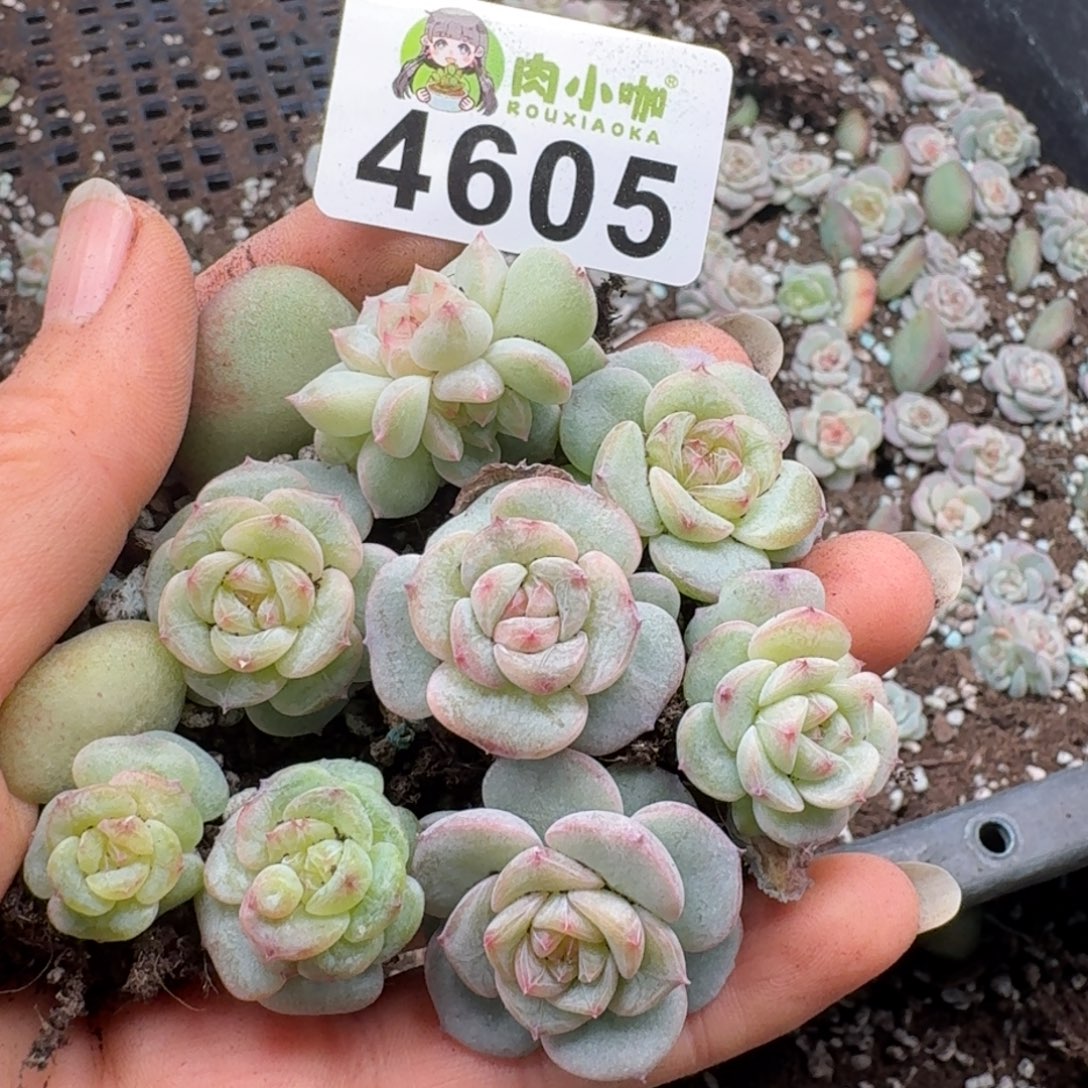 多肉植物多肉植物