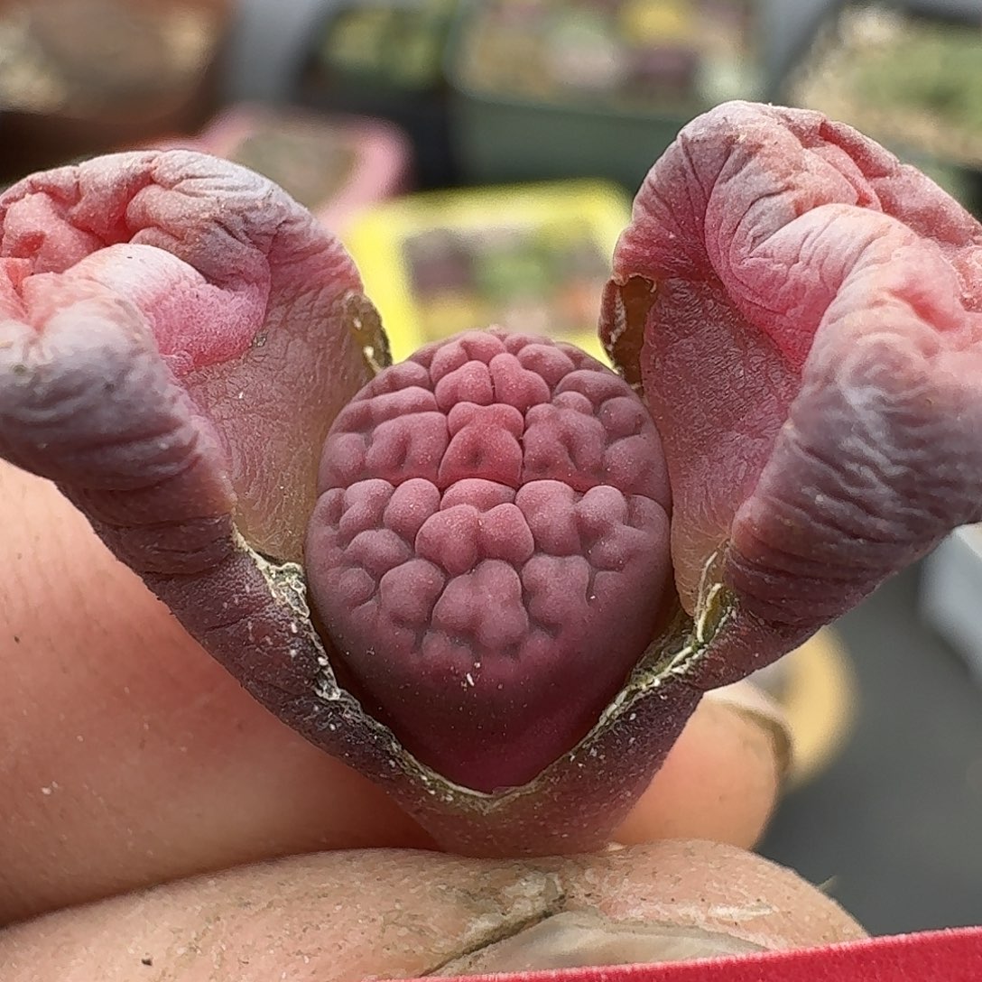 301多肉哈哈哈哈哈哈