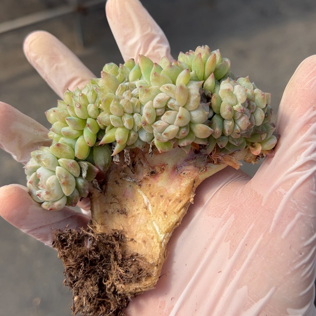 满*肉新年快乐 新年快乐 新年快乐 新年快乐