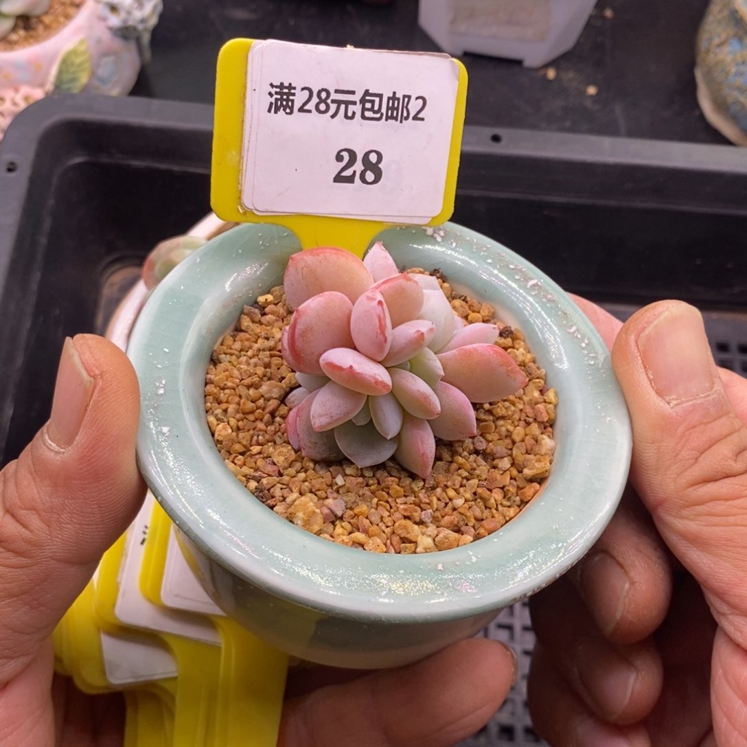 228奶茶四头朵朵多肉