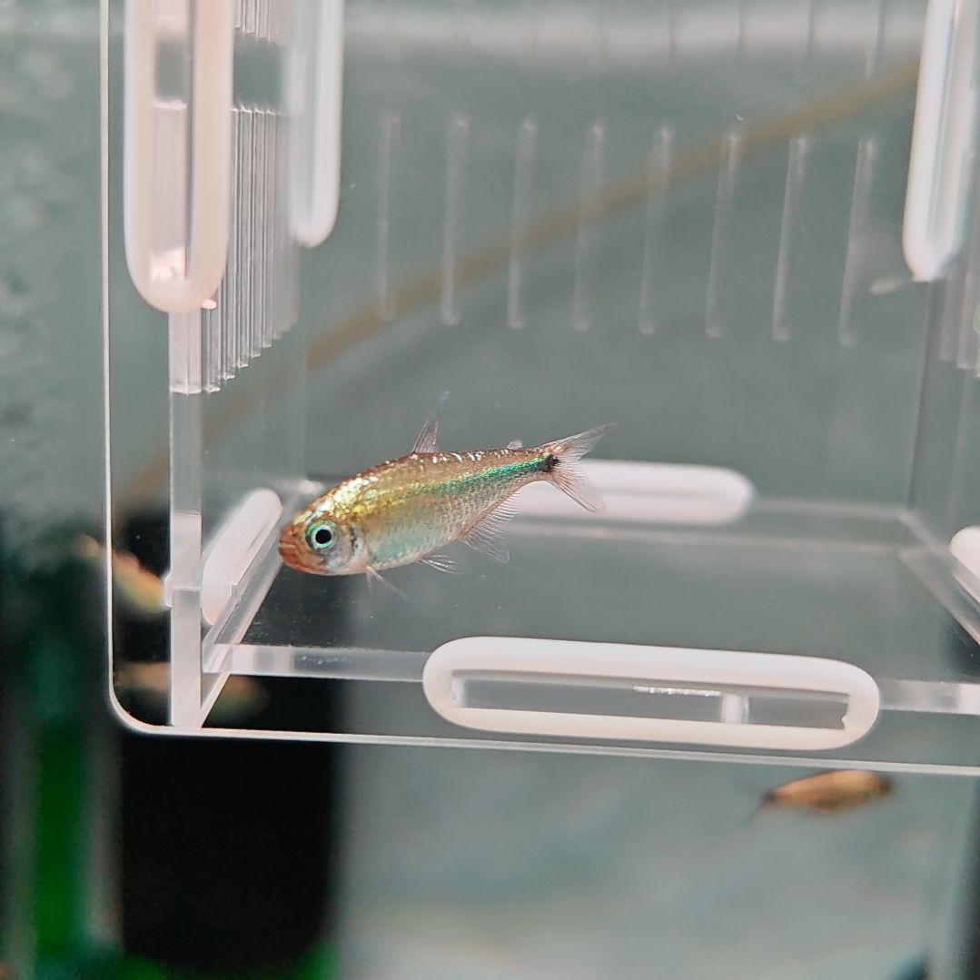 灯科鱼白金赤霞（碎金）