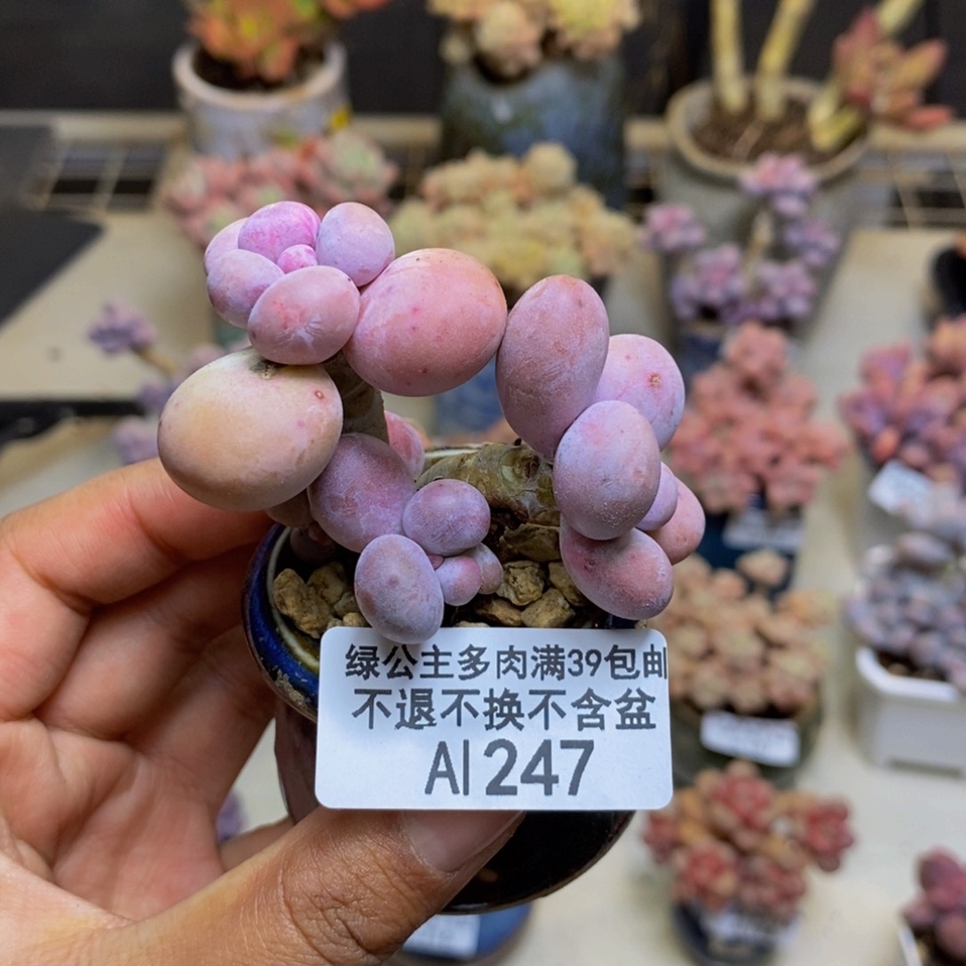 247蛋黄奶多肉3c m