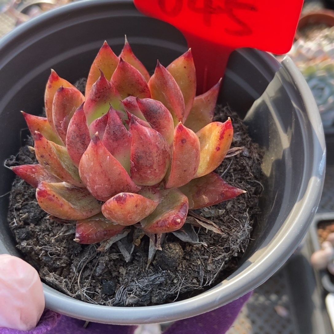 645多肉植物保护研究所