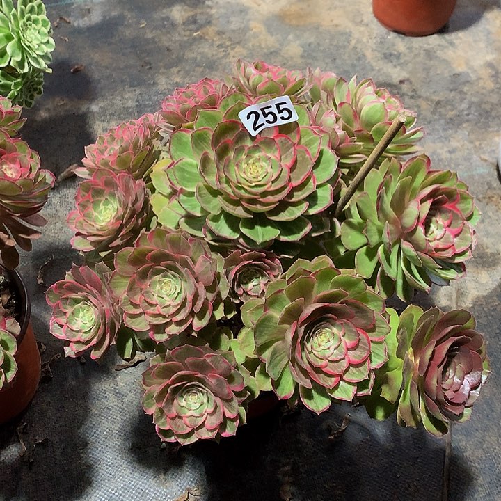 用****4多肉莲花座2550000