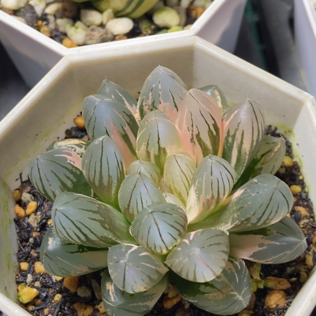 极上斑霓虹灯玉露锦一物一拍