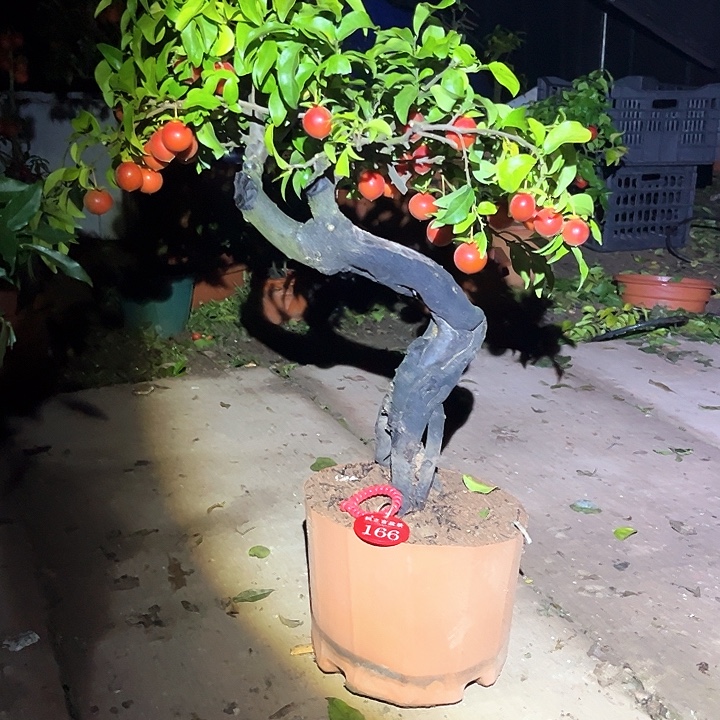 蔡***胜当前无花栽培后可以开花