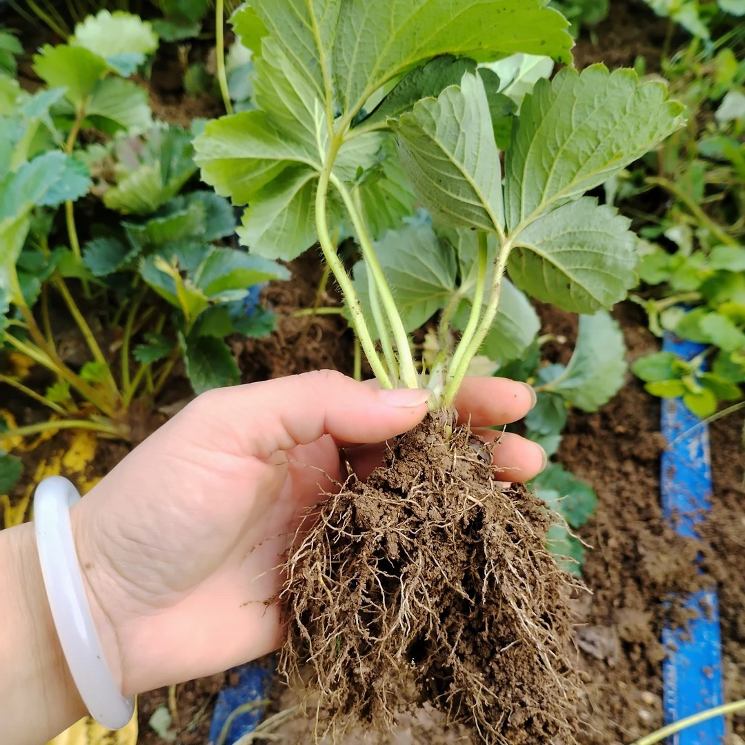 粉玉二号40+10颗高款（多送备损10棵无售后大小都有）