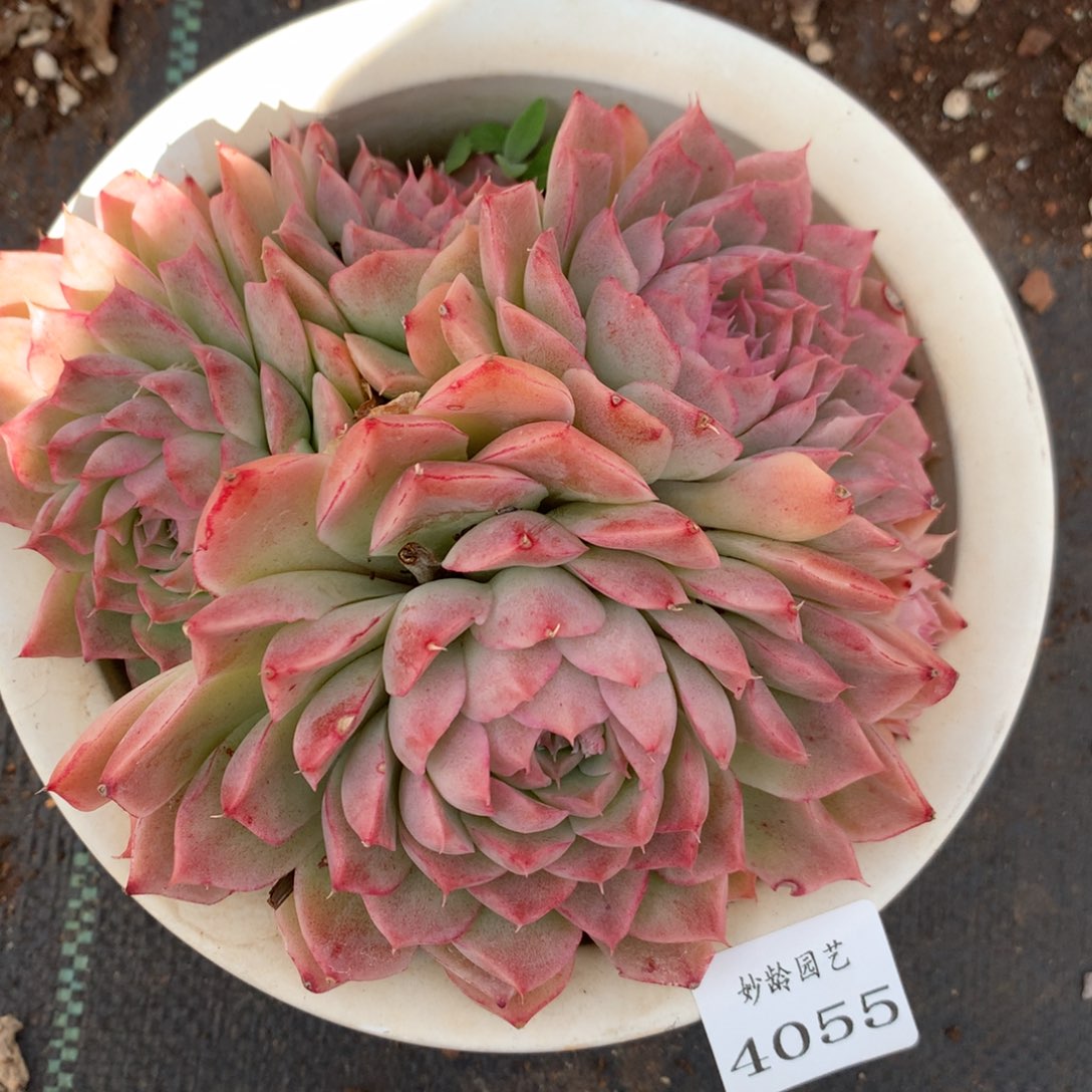 4055杂交精品基地15厘米