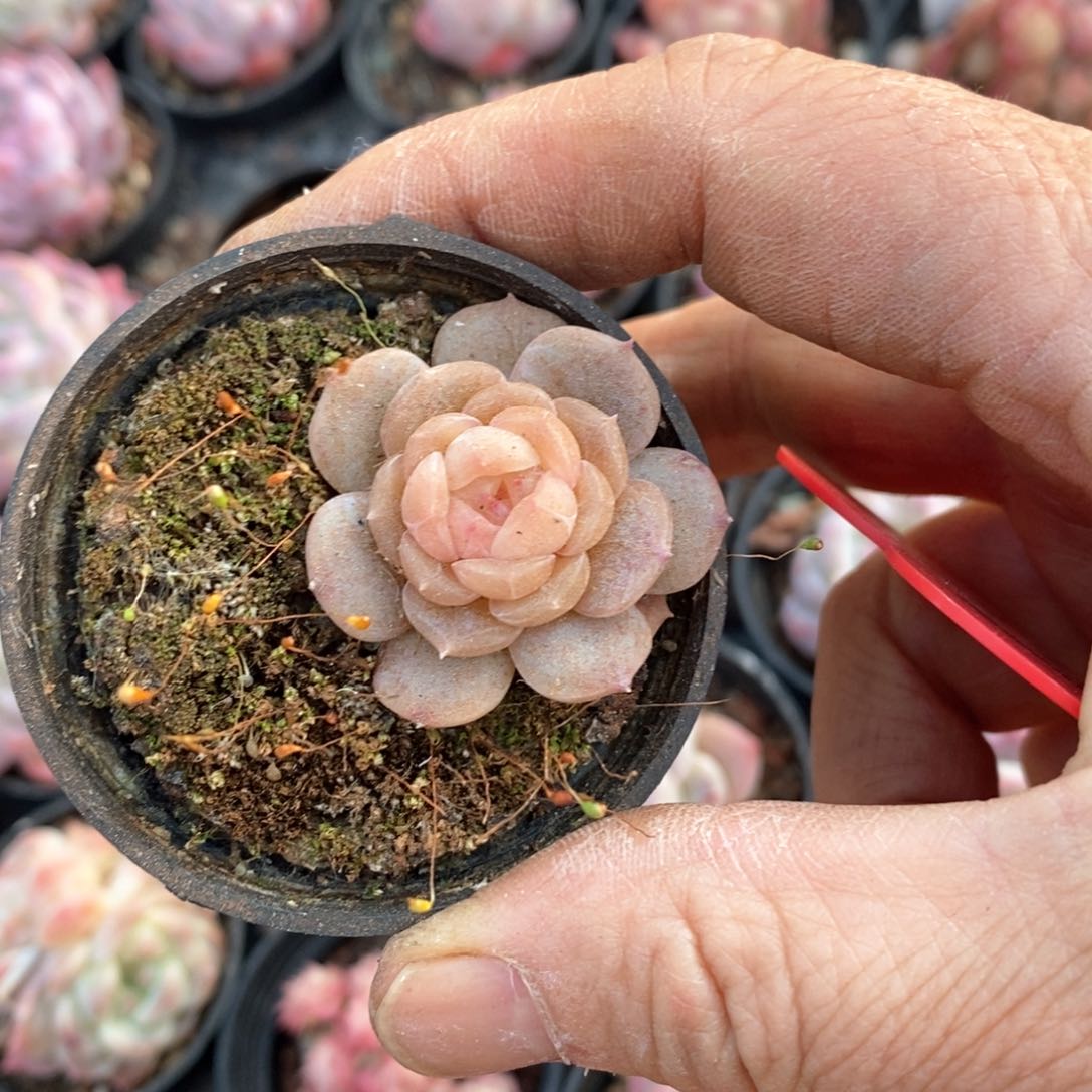 精品多肉一物一拍不包整68