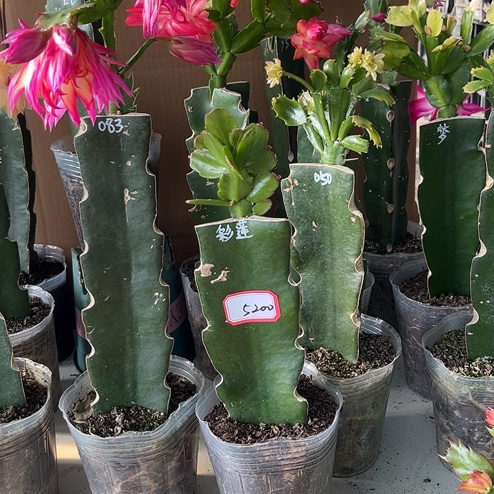 加***猫当前无花朵，栽培后可花朵彩莲