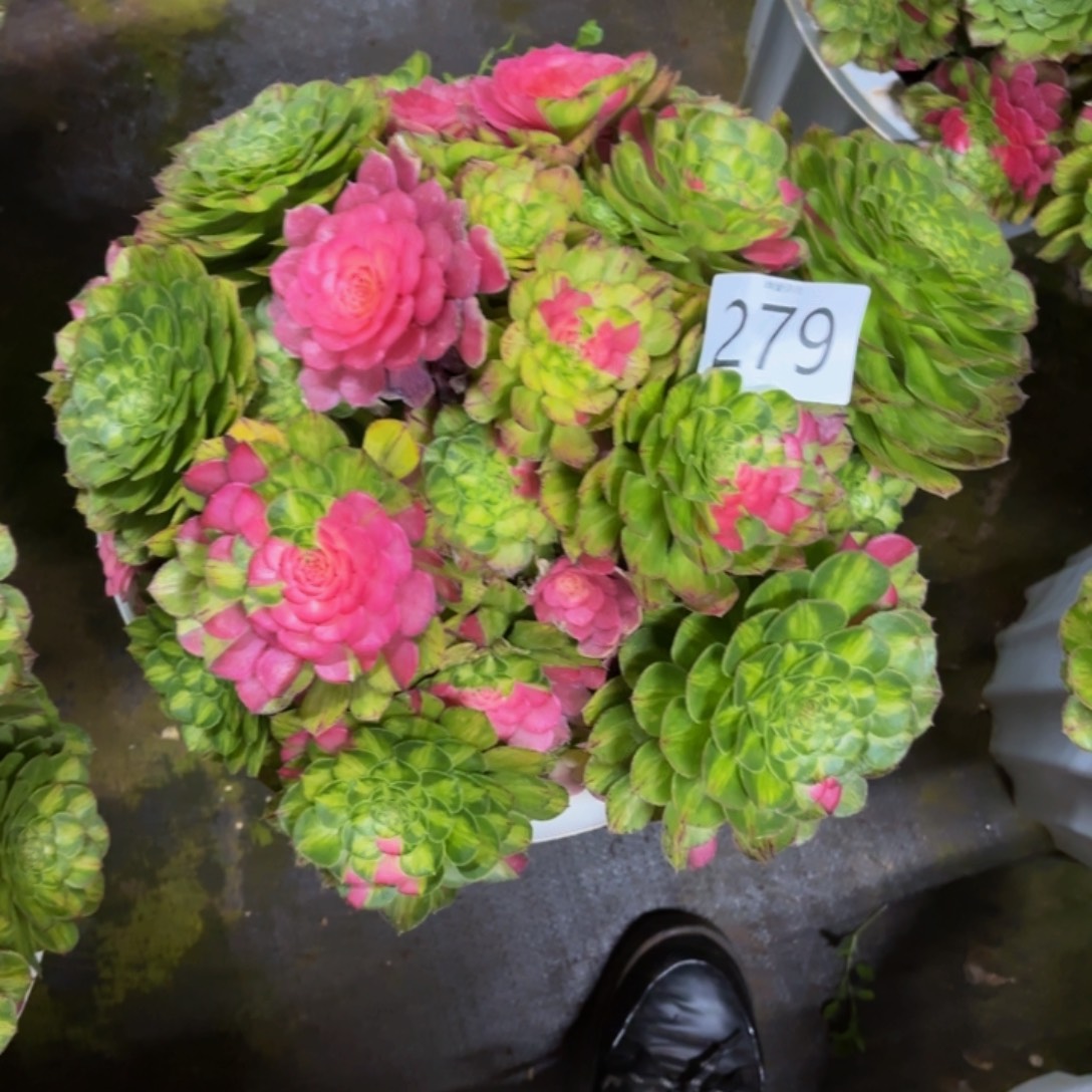 哈哈多肉葡萄福利279