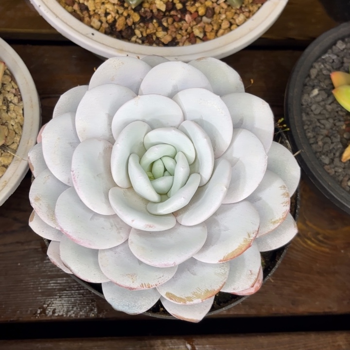 一物一拍，雪茶多肉。