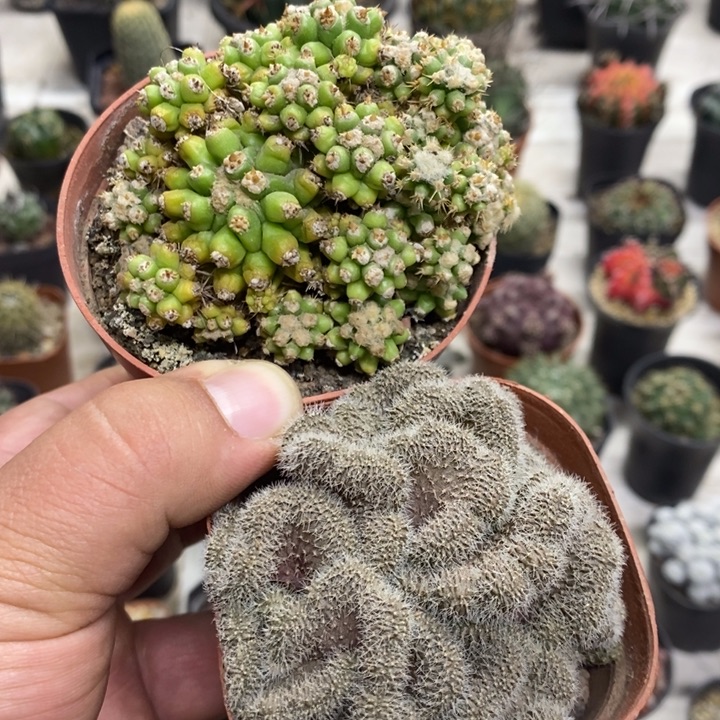 金虎泉红檀缀2颗特价