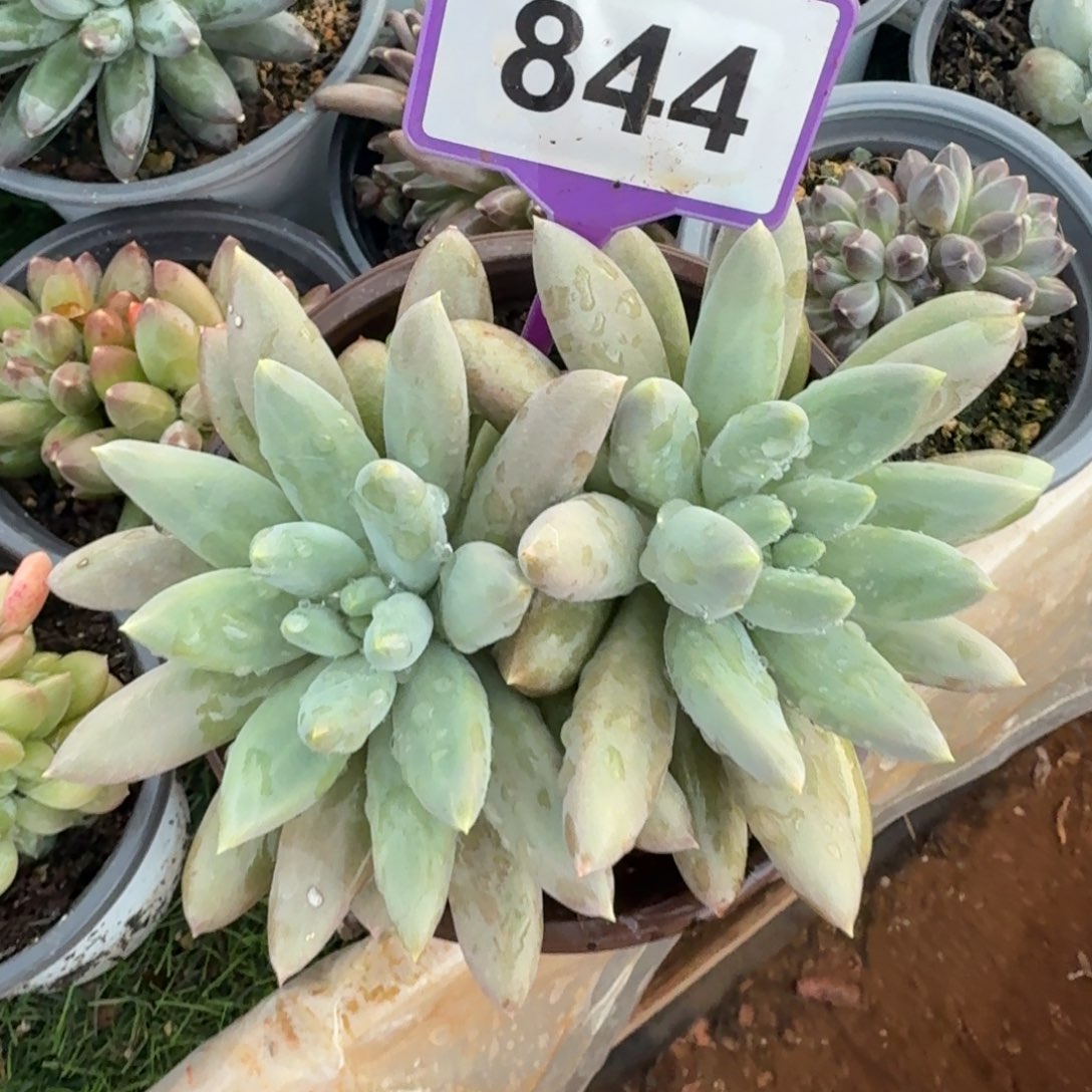 海豚体哥特多肉植物844