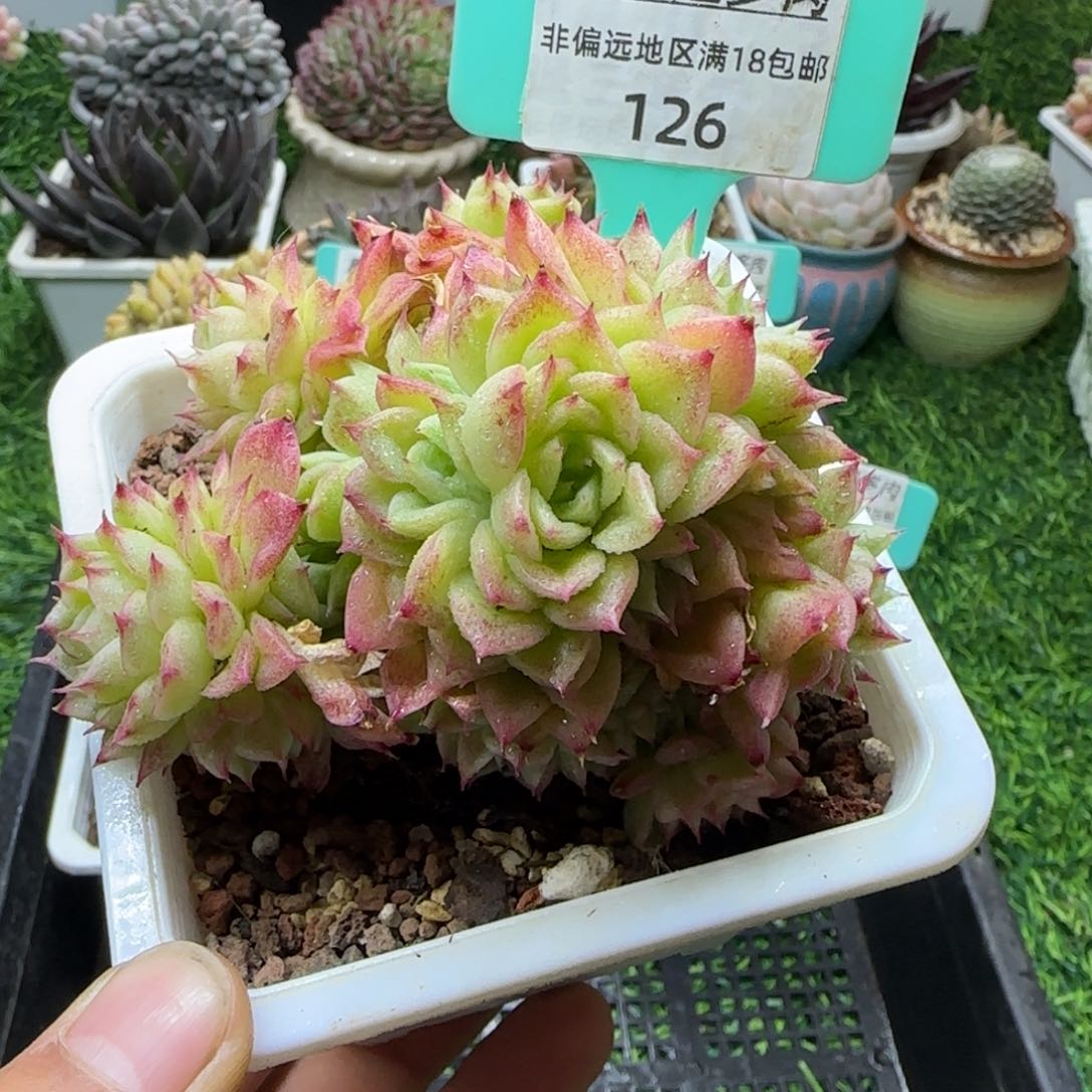 唐二姐多肉编号126