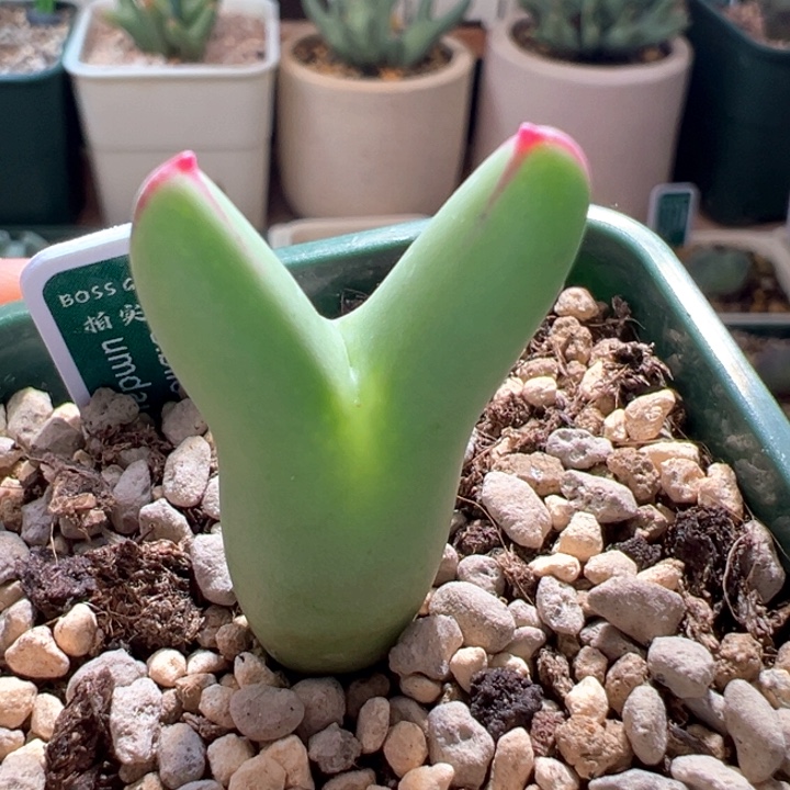 嵐***iw506。优选ssg0136皮卡丘。母本拆头 