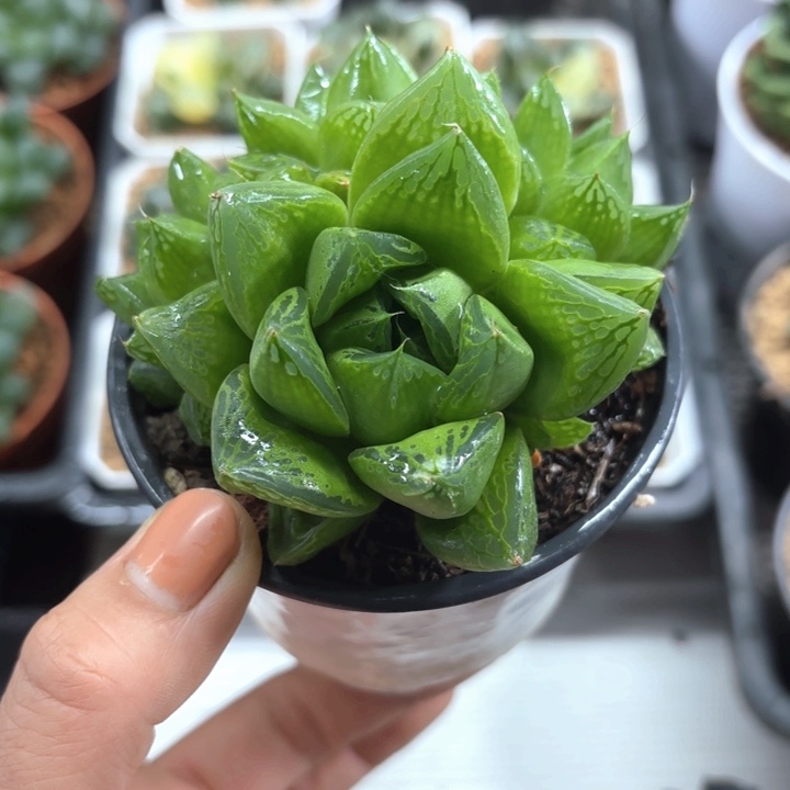 大窗宝草玉露多肉植物