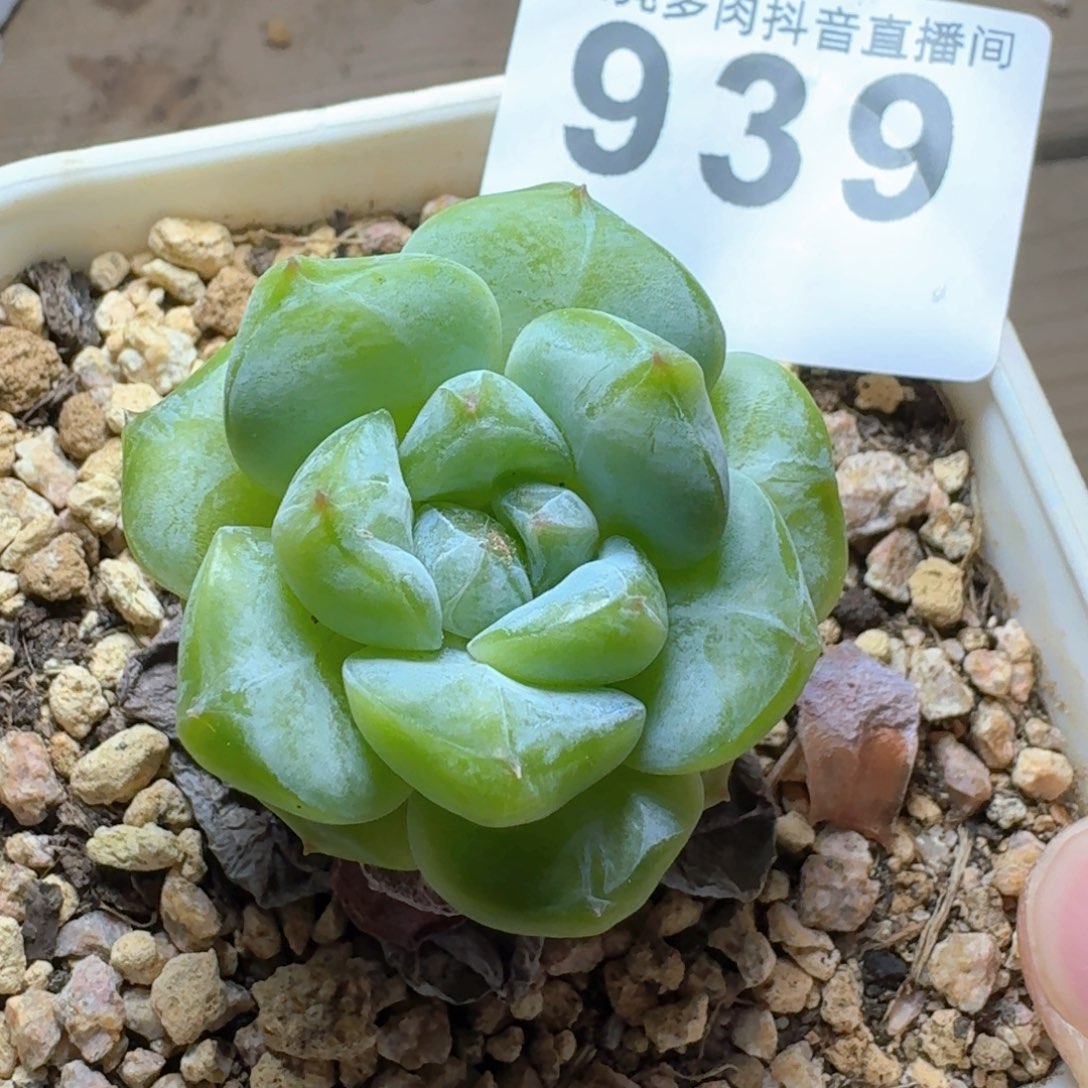 绿体         多肉植物
