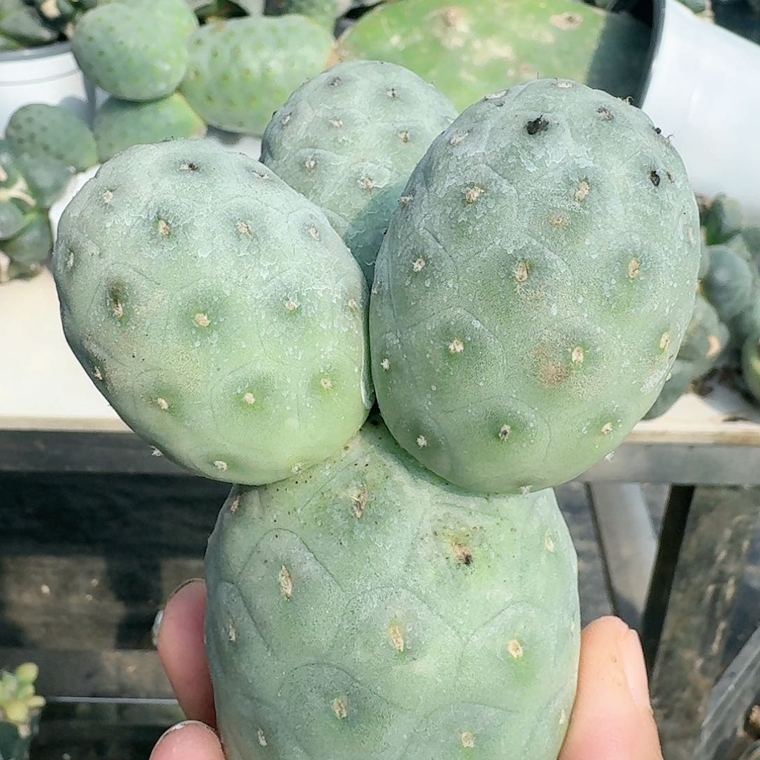 【闪购商品】无花朵四头巨型龙蛋