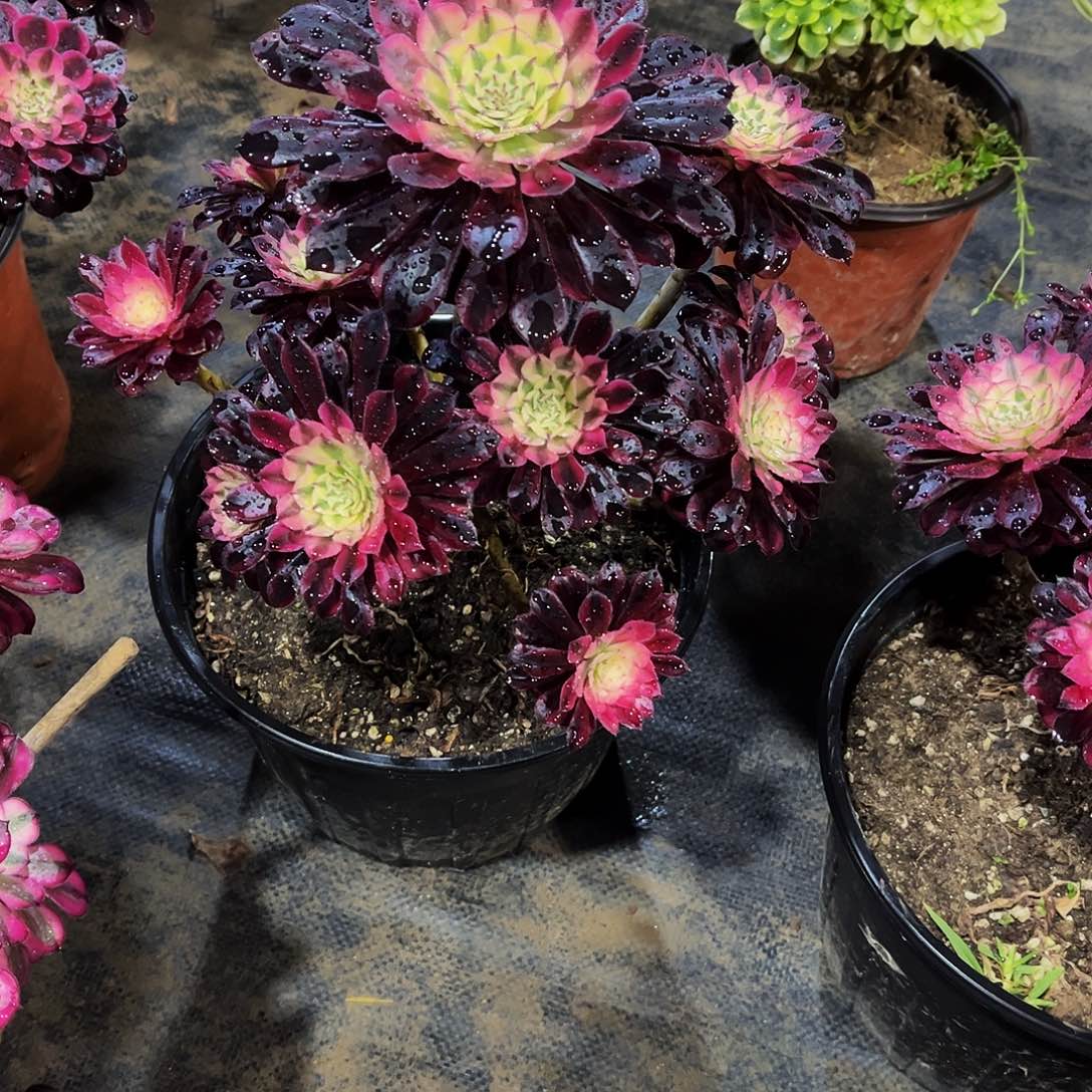 用****7多肉528月亮女神法师