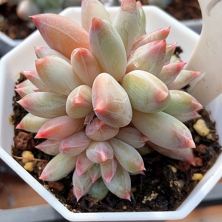 多肉植物982多肉