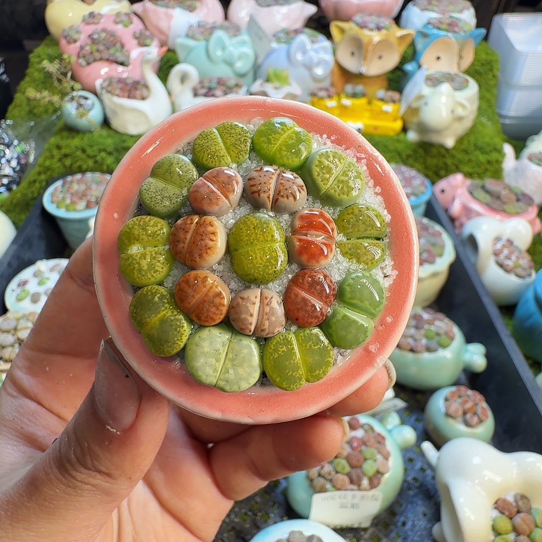 多肉葡萄的味道1107