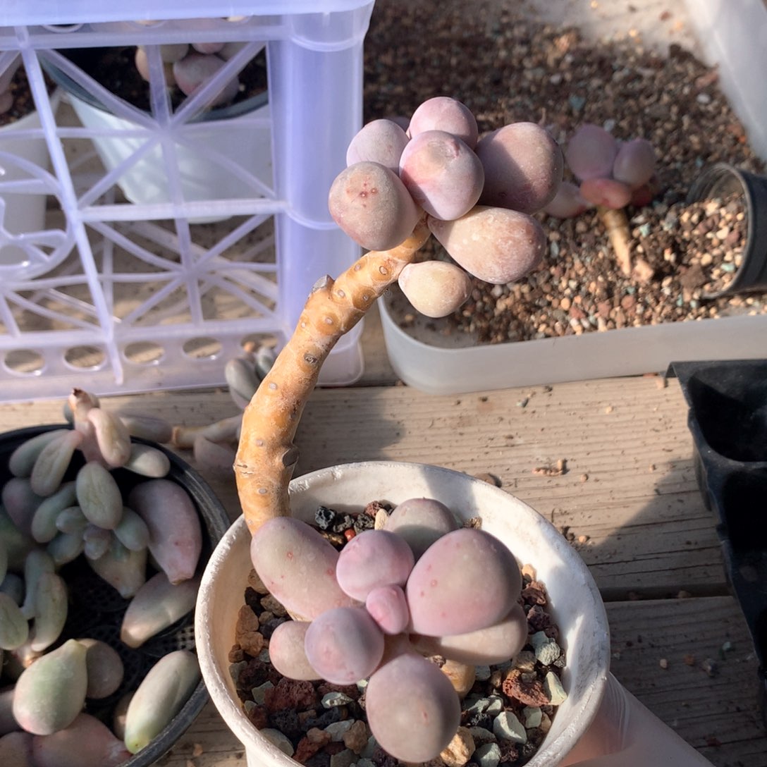 米可奶酪多肉，韩国母本